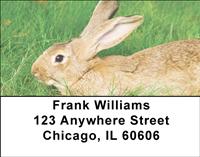 Cute Bunny Address Labels
