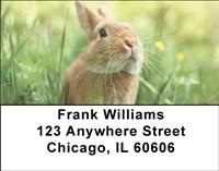 Cute Bunny Address Labels