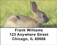Cotton Tail Rabbit Address Labels