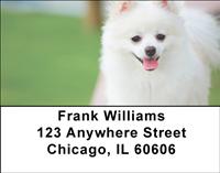 White Pomeranians Address Labels