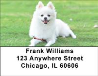 White Pomeranians Address Labels