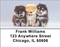 Pom Puppies Address Labels