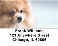Cute Pomeranian Address Labels