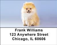 Cute Pomeranian Address Labels