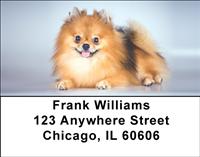 Cute Pomeranian Address Labels