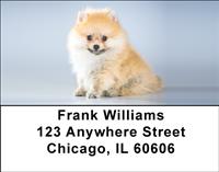 Cute Pomeranian Address Labels