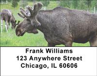 Swedish Moose Address Labels