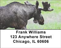 Swedish Moose Address Labels