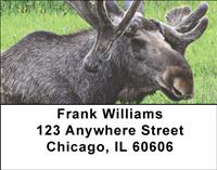 Swedish Moose Address Labels
