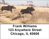 Moose Couples Address Labels