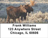 Moose Couples Address Labels
