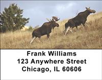 Moose Couples Address Labels
