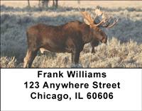 Bull Moose Address Labels