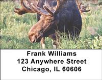 Bull Moose Address Labels