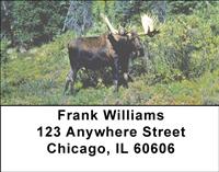 Bull Moose Address Labels