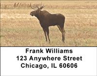 Bull Moose Address Labels