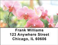 Moth Orchids Address Labels