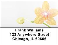 Moth Orchids Address Labels