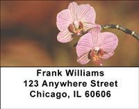 Moth Orchids Address Labels