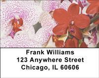Moth Orchids Address Labels