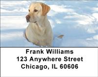 Yellow Labs In The Snow Address Labels