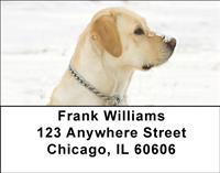 Yellow Labs In The Snow Address Labels