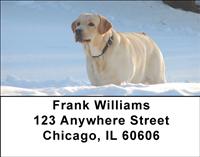 Yellow Labs In The Snow Address Labels