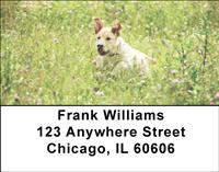 Yellow Labs Outdoors Address Labels