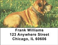 Yellow Labs Outdoors Address Labels