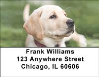 Yellow Labrador Puppies Address Labels