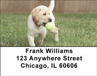 Yellow Labrador Puppies Address Labels