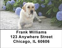 Playful Yellow Labs Address Labels