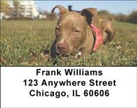 Pitbull Puppies Address Labels