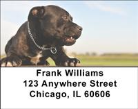 Pitbull Puppies Address Labels