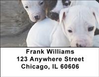 Pitbull Puppies Address Labels