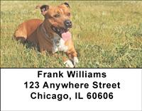 Pitbulls In The Park Address Labels