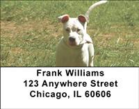 Pitbulls In The Park Address Labels