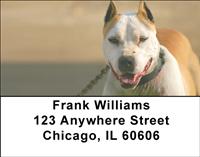 Pitbull Guard Dogs Address Labels