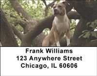Pitbull Guard Dogs Address Labels