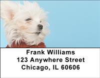 Cute Maltese Address Labels