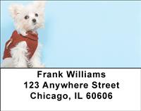 Cute Maltese Address Labels
