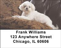 Comfy Maltese Address Labels