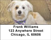 Comfy Maltese Address Labels