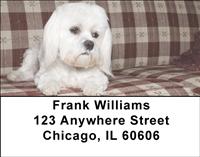 Comfy Maltese Address Labels