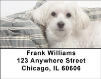 Comfy Maltese Address Labels
