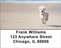 Active Maltese Address Labels
