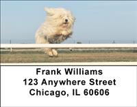 Active Maltese Address Labels