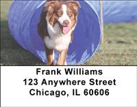 Agile Australian Shepherds Address Labels