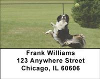 Playful Australian Shepherds Address Labels