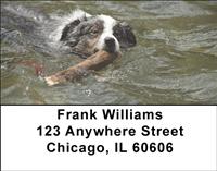 Playful Australian Shepherds Address Labels
